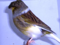 /album/galeria-de-fotos/cimg6614-jpg/